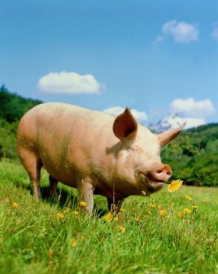Рентабельность свинины